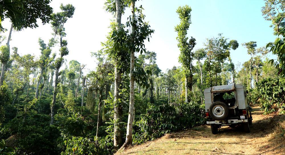 Coffee Native - A Family Homestay Mudigere 客房 照片